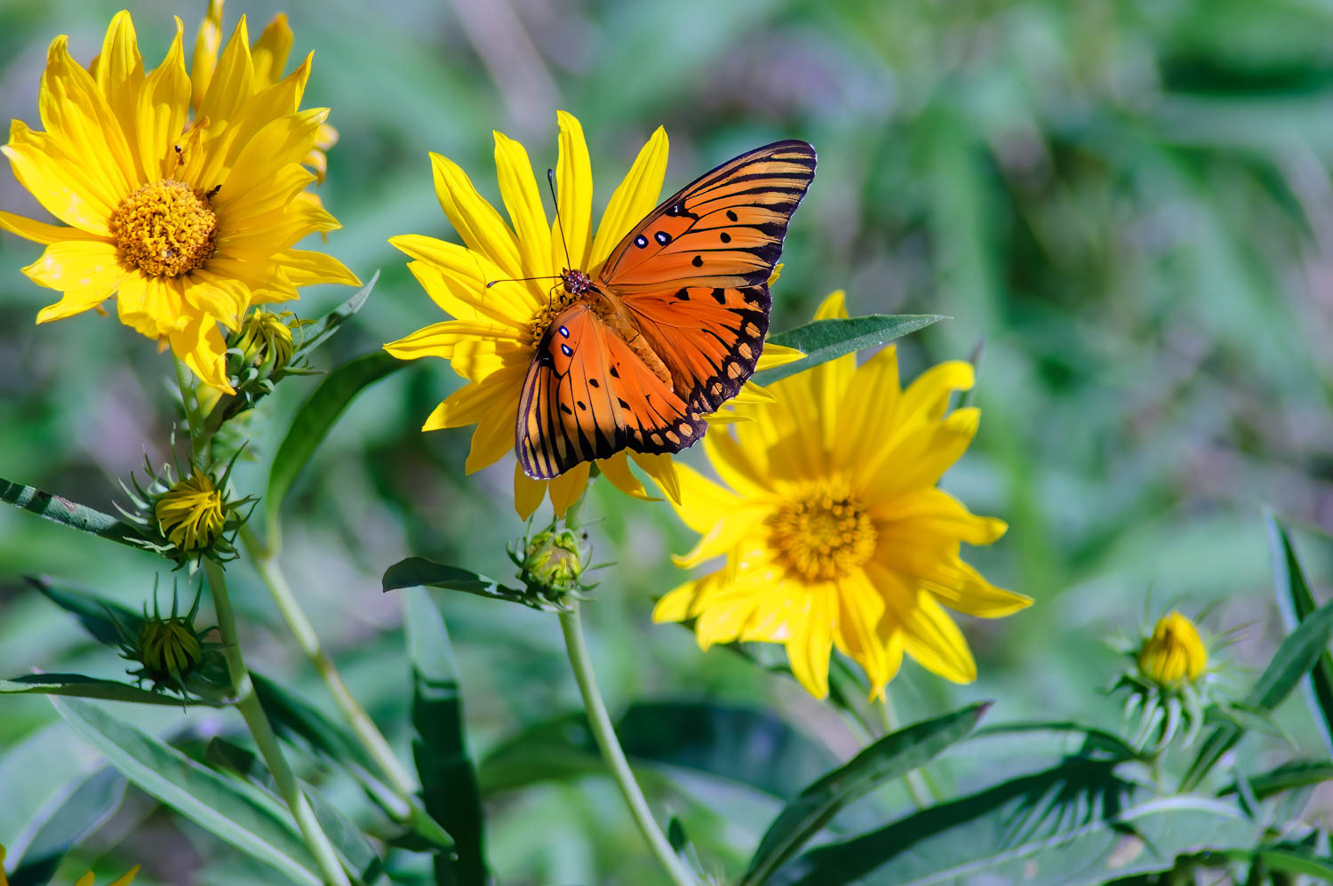 Gulf Fritillary (Agraulis vanillae)