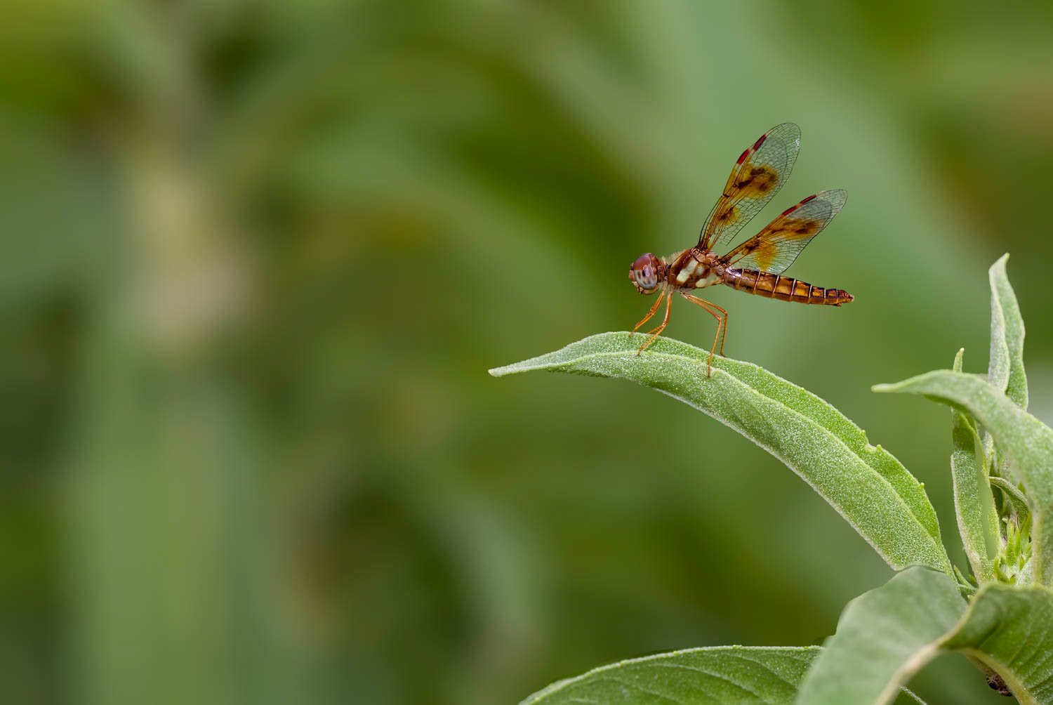 Eastern Amberwing (Perithemis tenera)