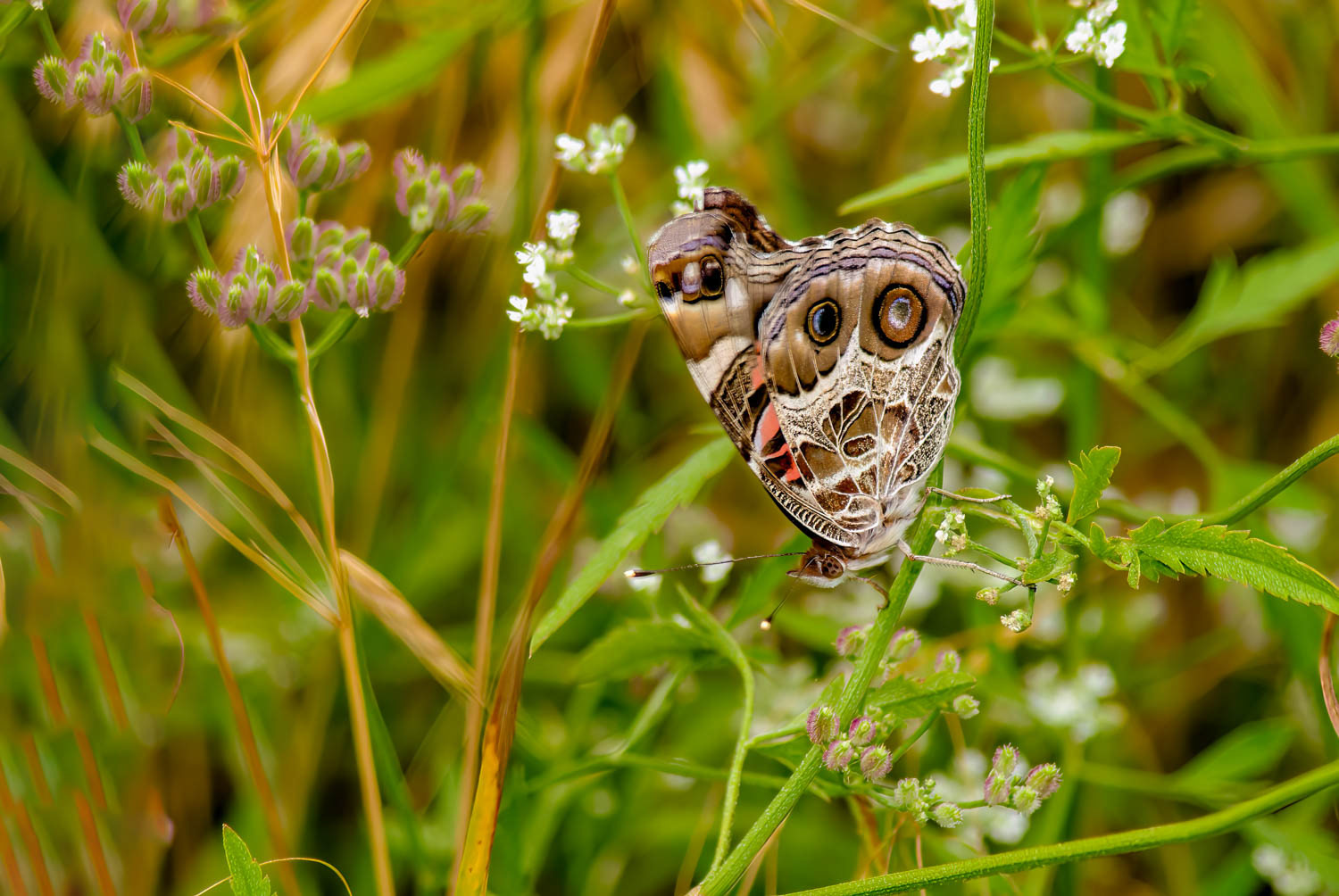 American Lady (Vanessa virginiensis)