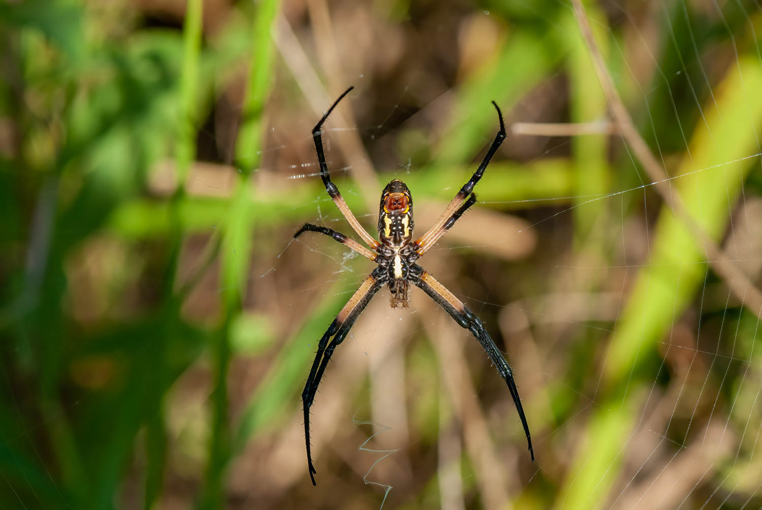 Black & Yellow Garden Spider