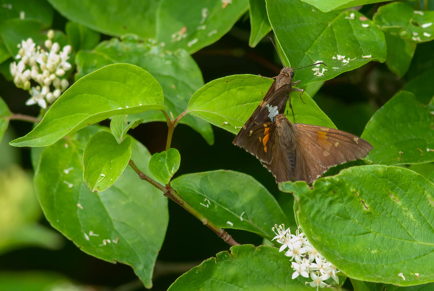 Silver-spotted Skipper (Epargyreus clarus)