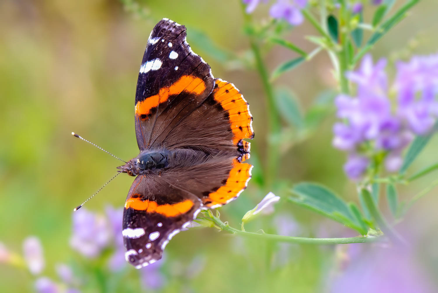 Red Adniral (Vanessa atalanta)