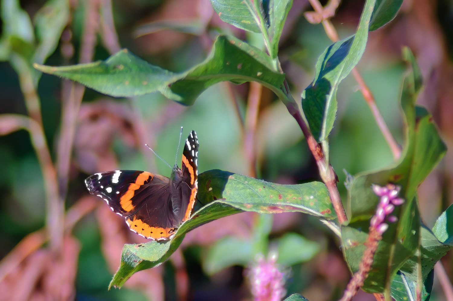 Red Adniral (Vanessa atalanta)