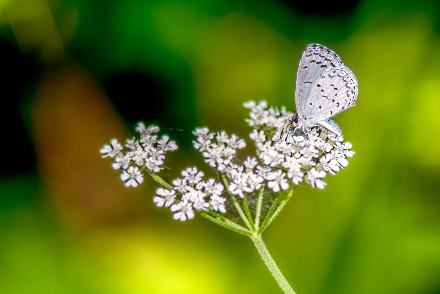 Summer Azure (Celastrina neglecta)