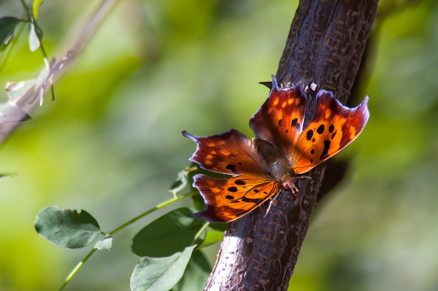 Question Mark Butterfly (Polygonia interrogationis)