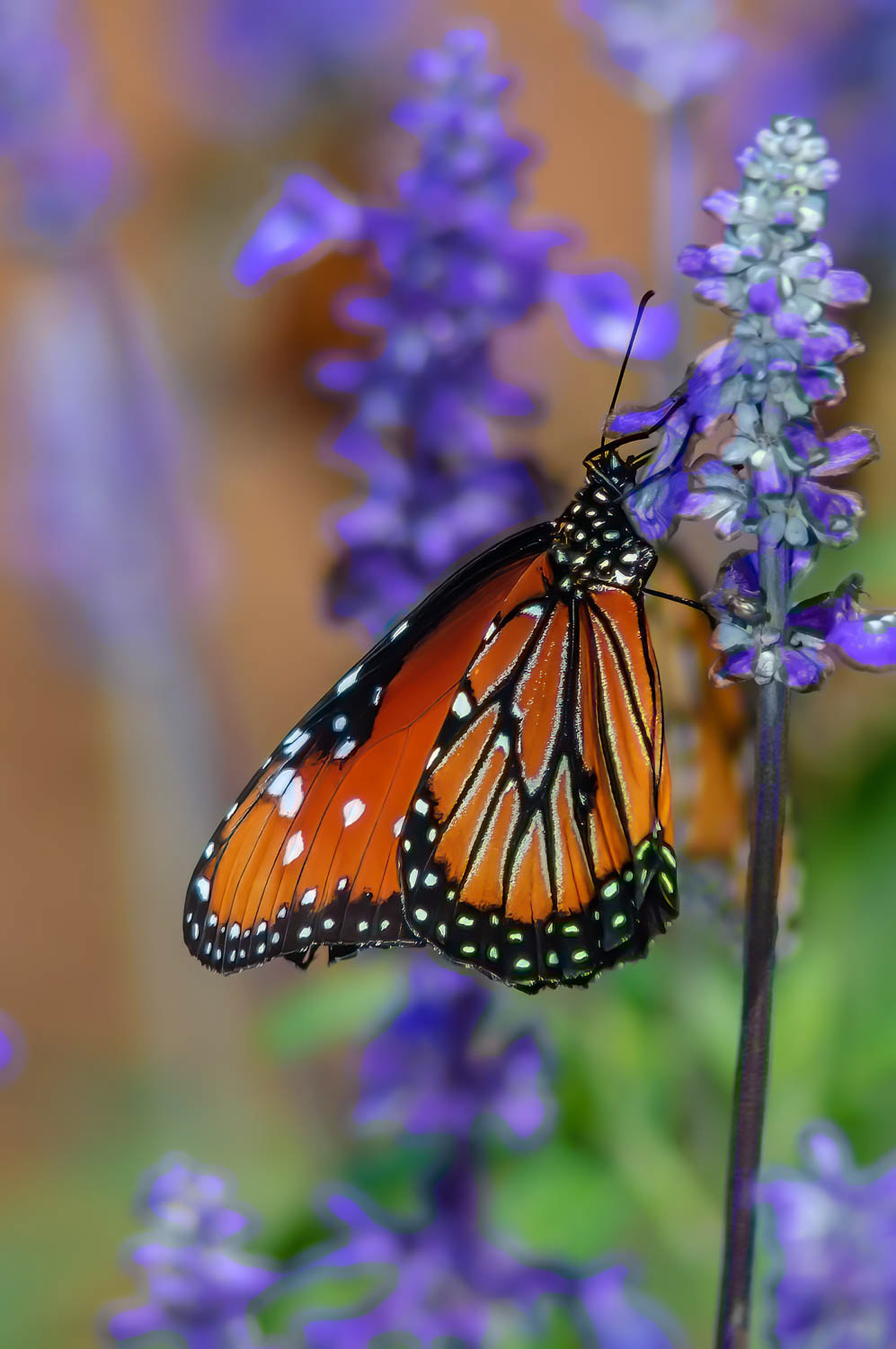 Queen (Danaus gilippus)