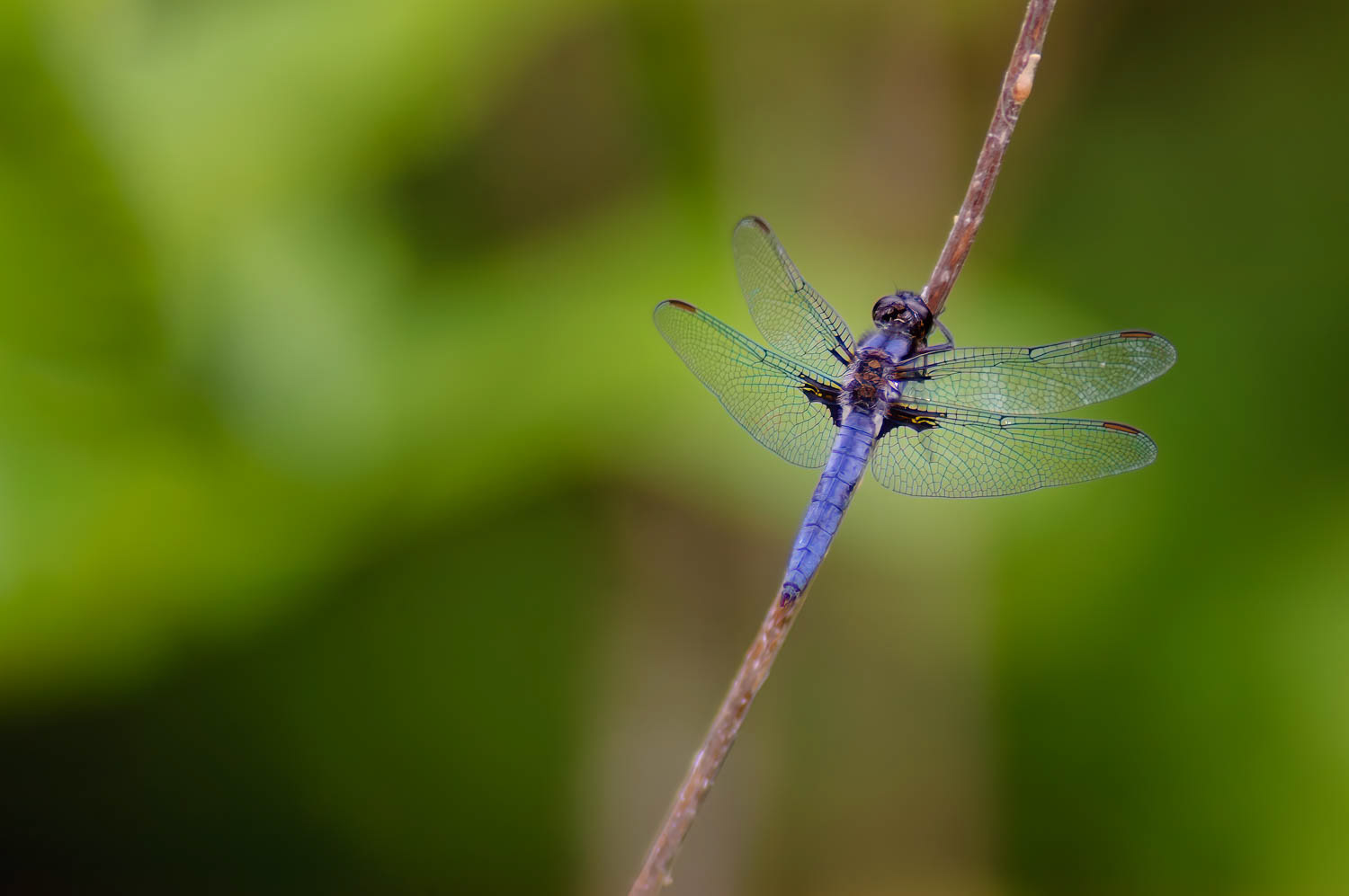 Blue Corporal (Ladona deplanata)
