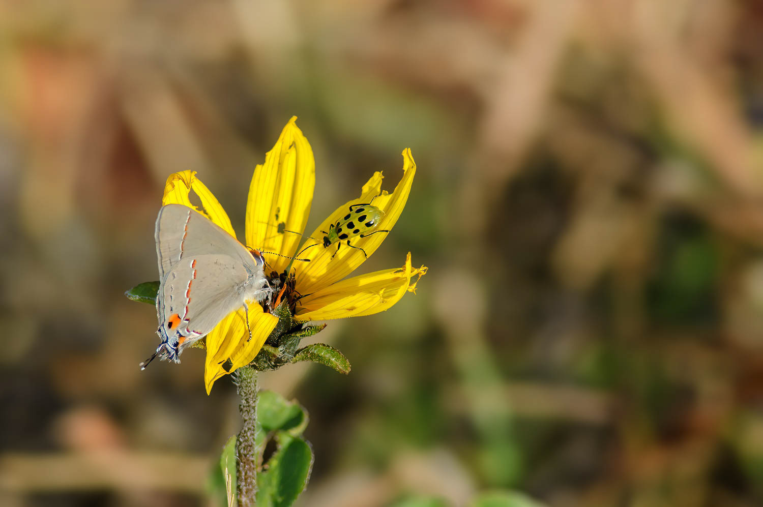 Gray Hairstreak (Strymon melinus)