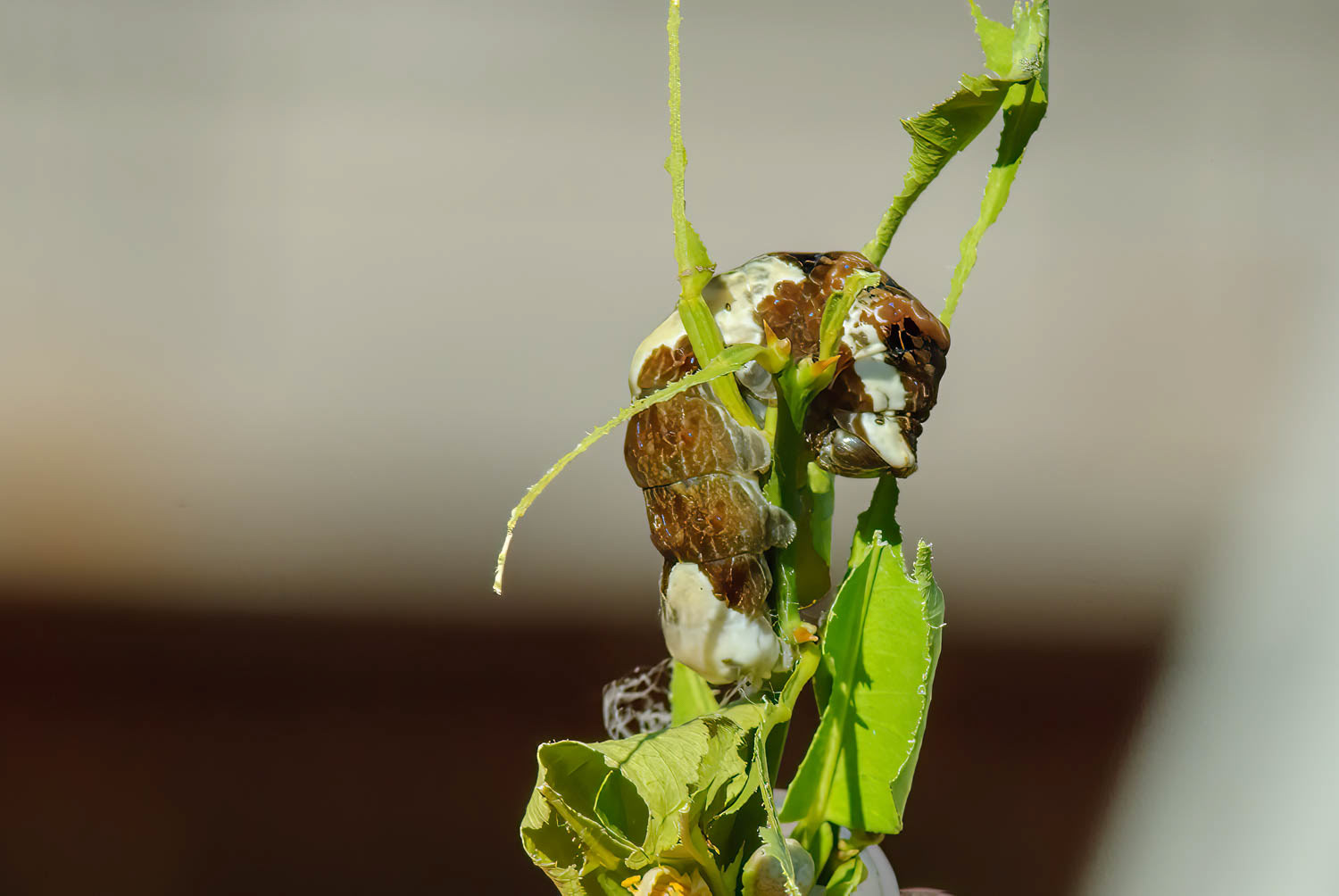 Giant Swallowtail Caterpillar (Papilio cresphontes)