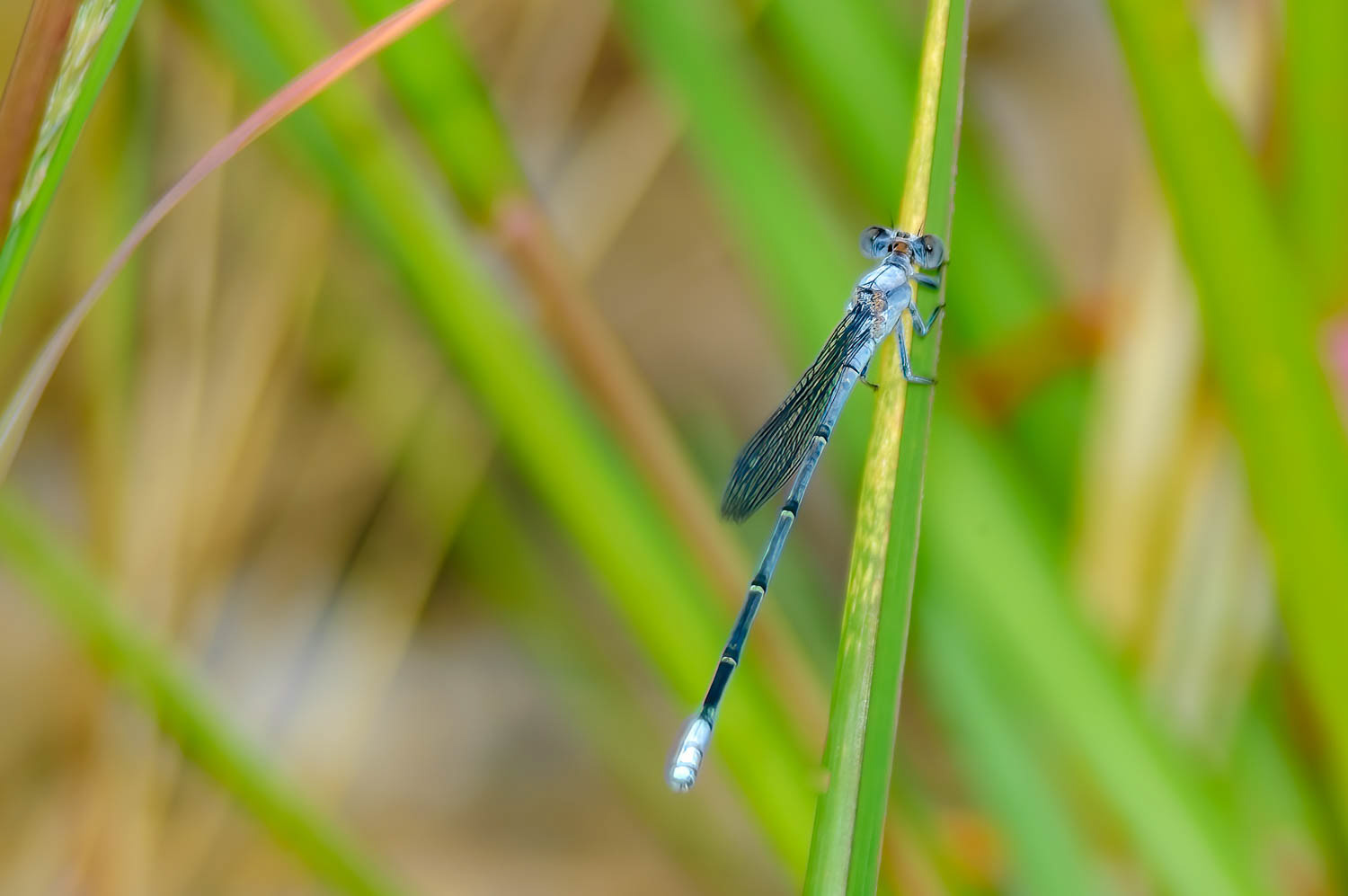 Powdered Dancer (Argia moesta) Ma;e