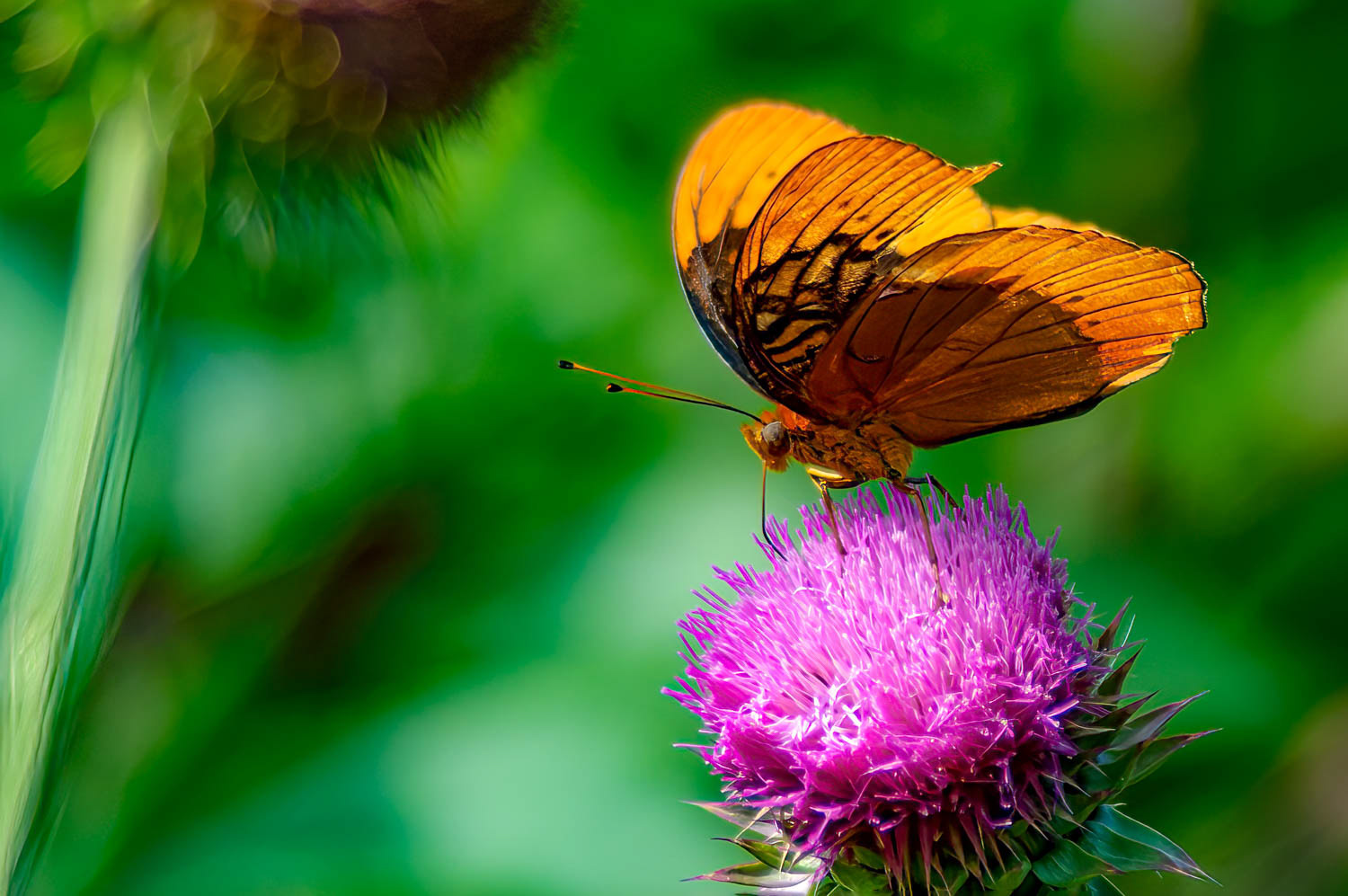 Diana Fritillary (Speyeria diana )