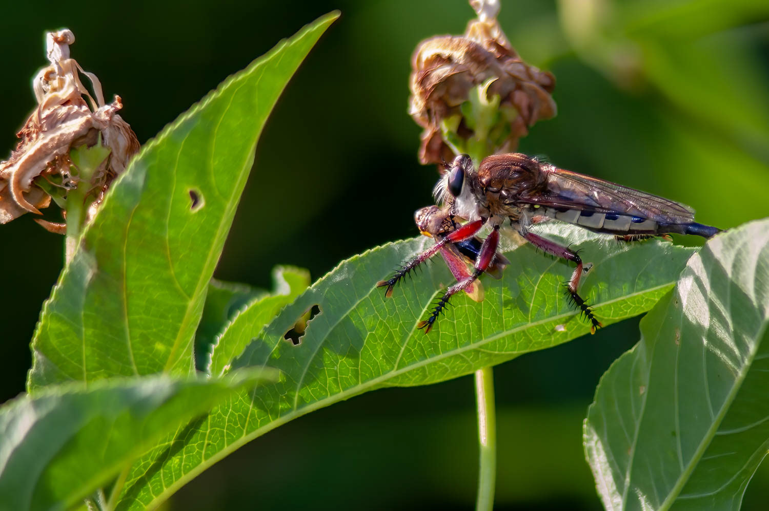Robber F;y (Promachus bastarfii)