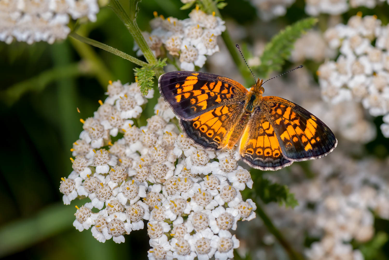 Pearl Crescent (Phyciodes tharos)