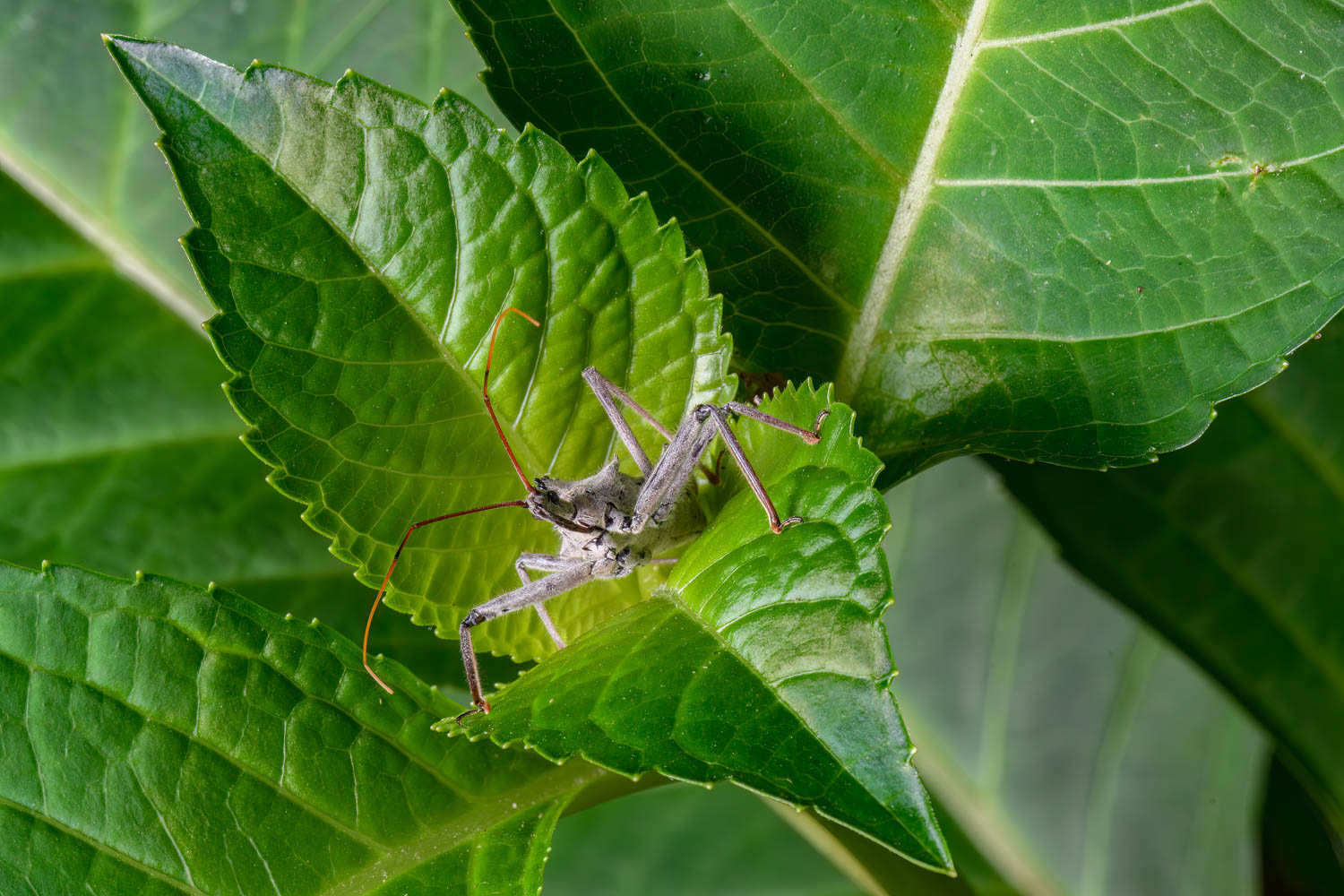 Wheel Bug (Arilus cristatus)