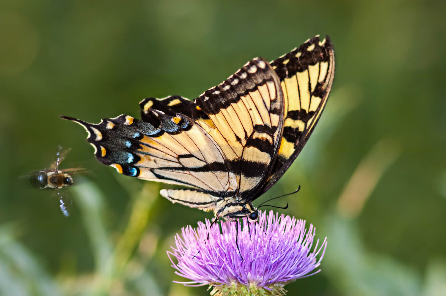 Eastern Tiger Swallowtail (Pterourus glaucus)