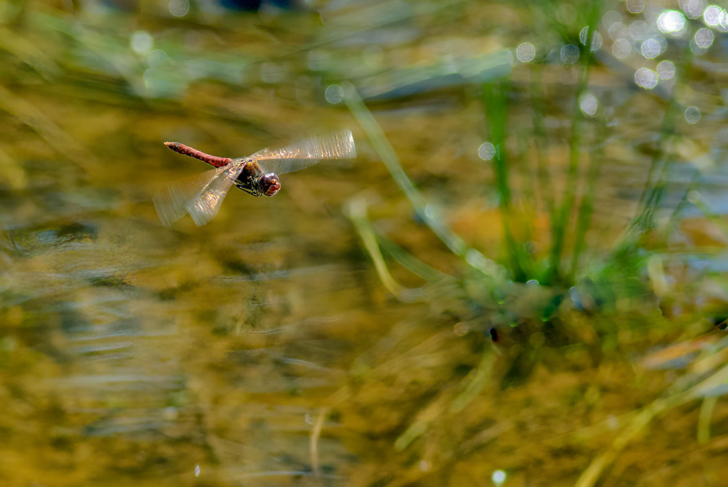 Autumn Meadowhawk (Sympetrum vicinum)