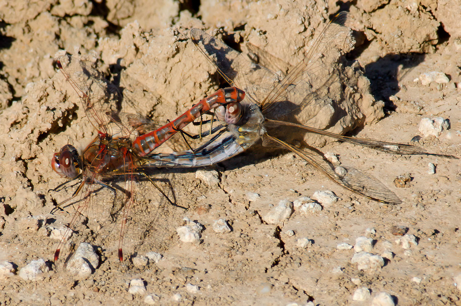 Variegated Meadowhawk (Sympetrum corruptum) Breeding Pair