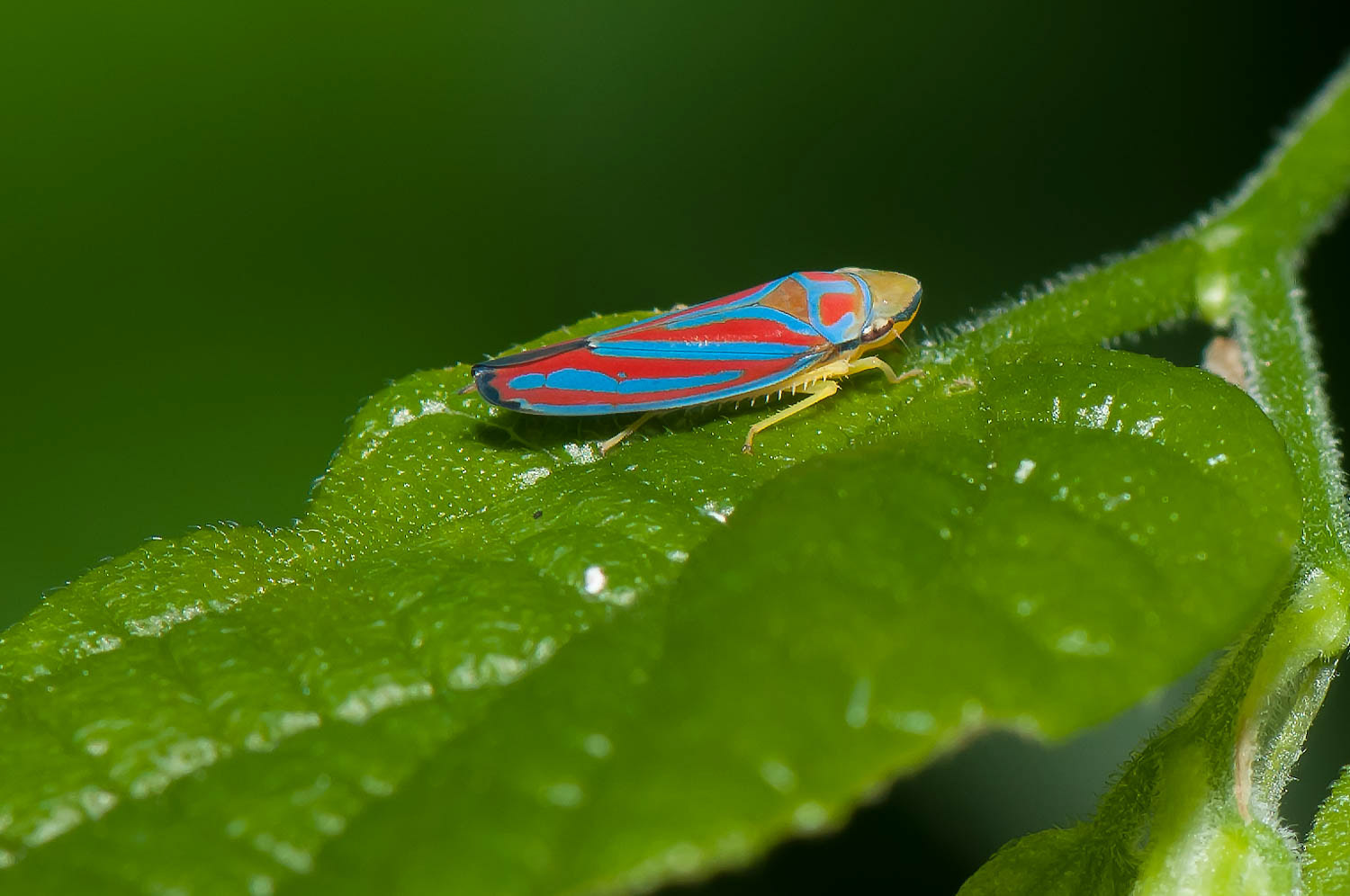 Red-banded Leafhopper (Graphocephala coccinea)