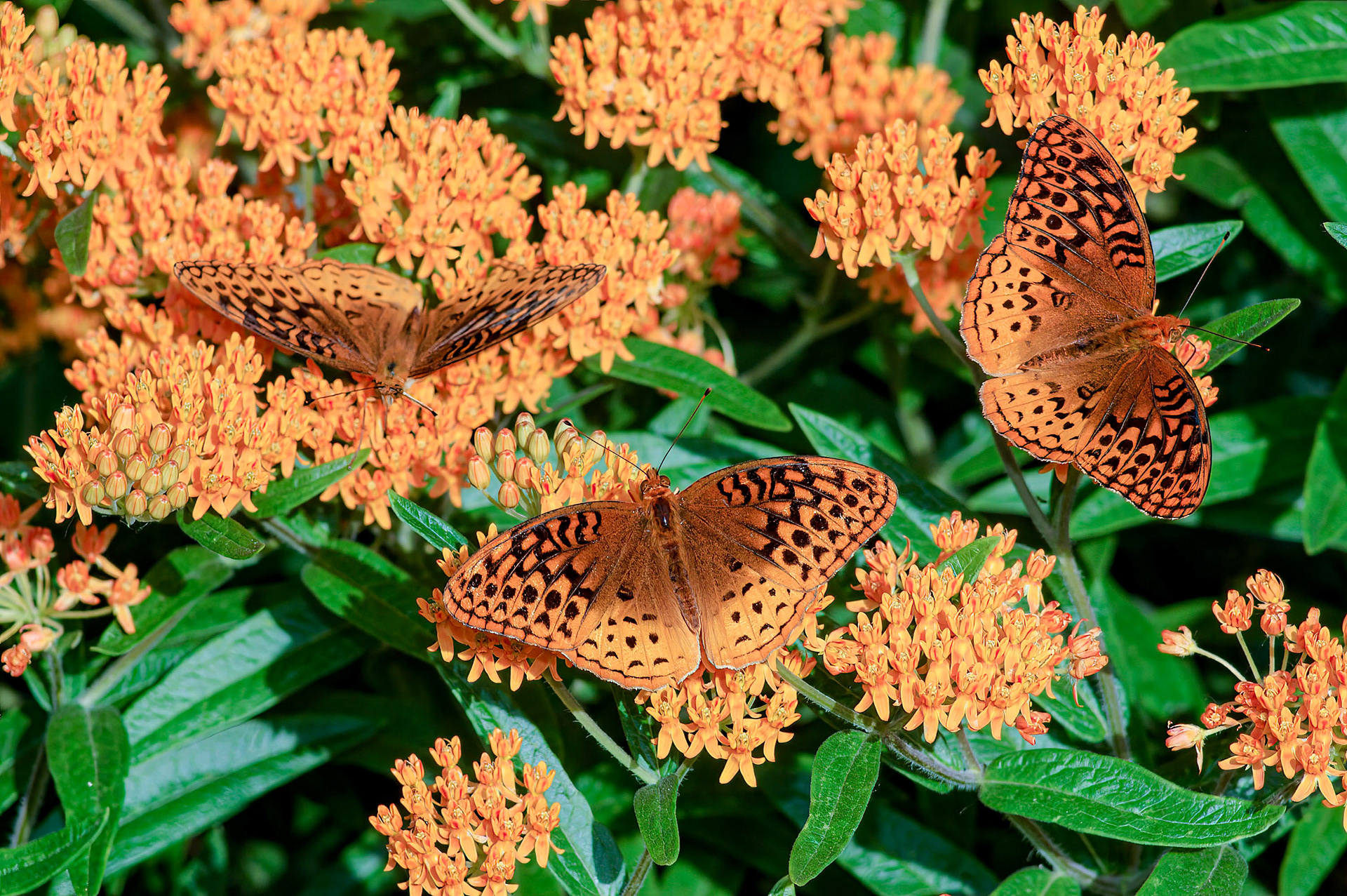 Great Soangled Frutillary (Speyeria cybele)