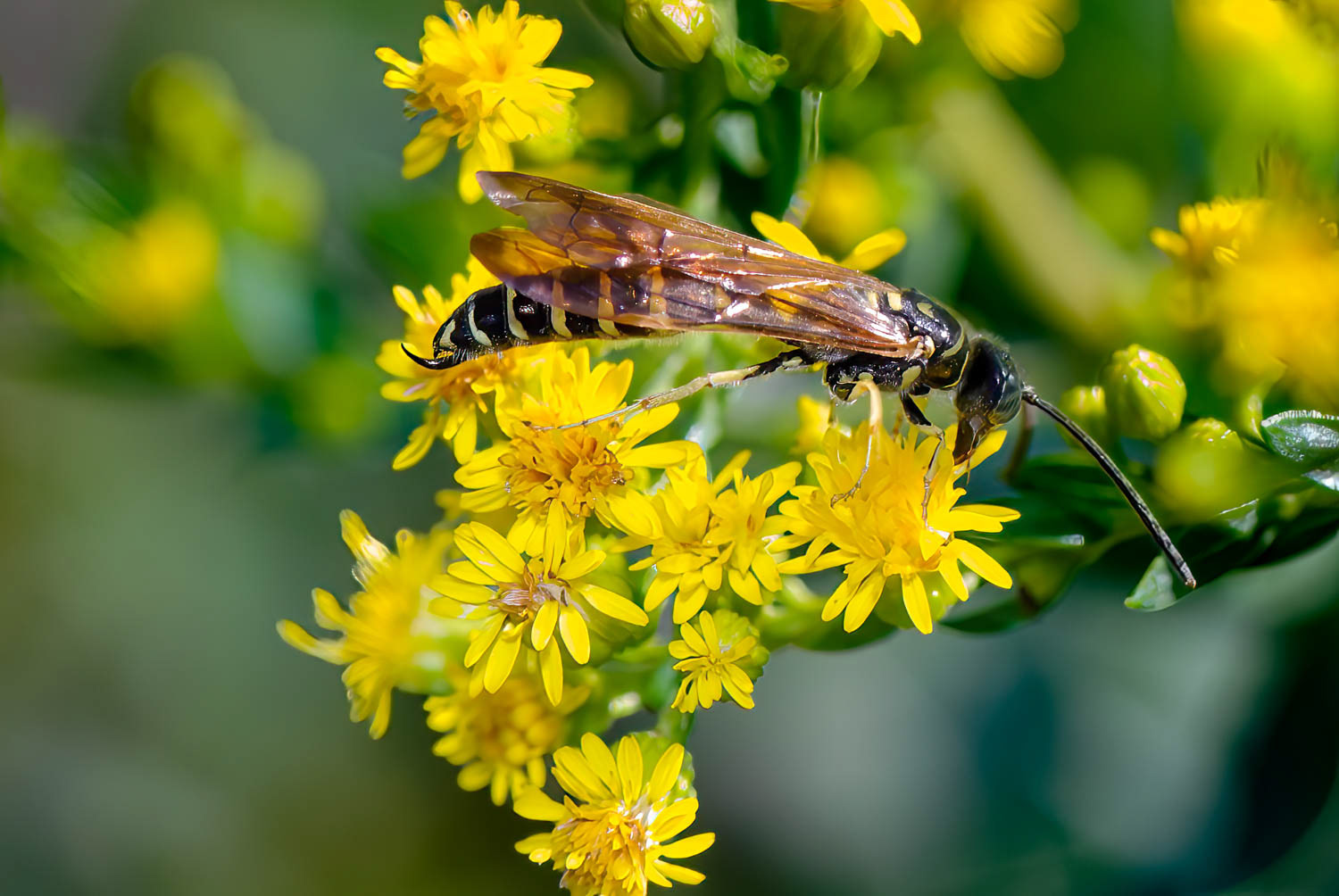 Five-banded Typhid Wasp