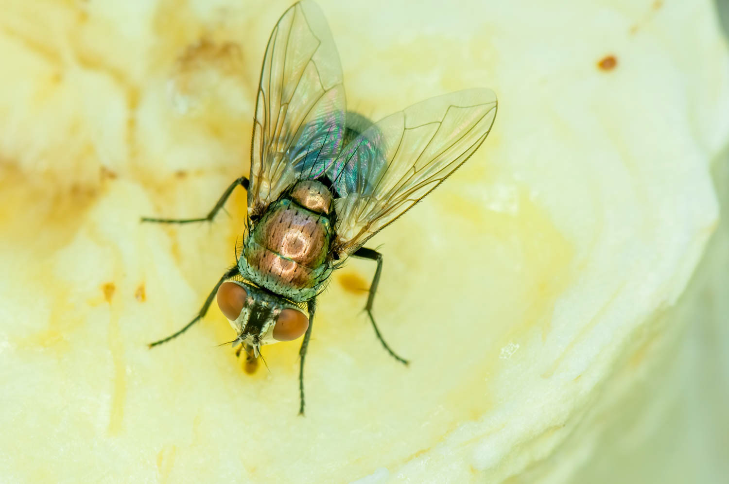 Green Bottle Flies