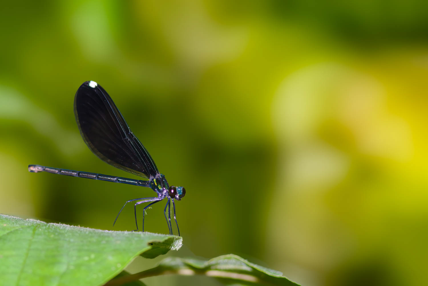 Ebony Jewelwing (Calopteryx maculata) Female