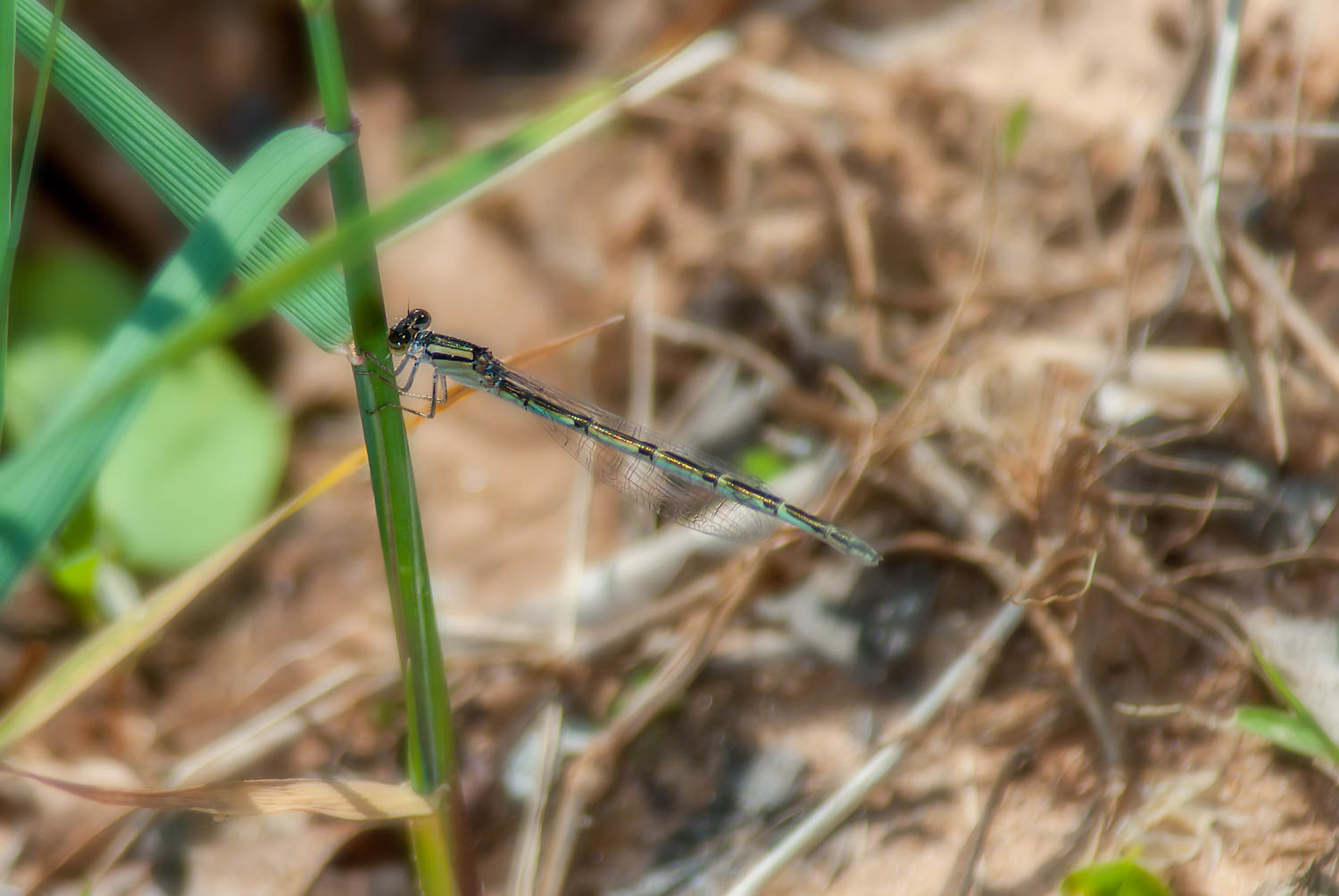 Stream Bluet (Enallagma exsulans)