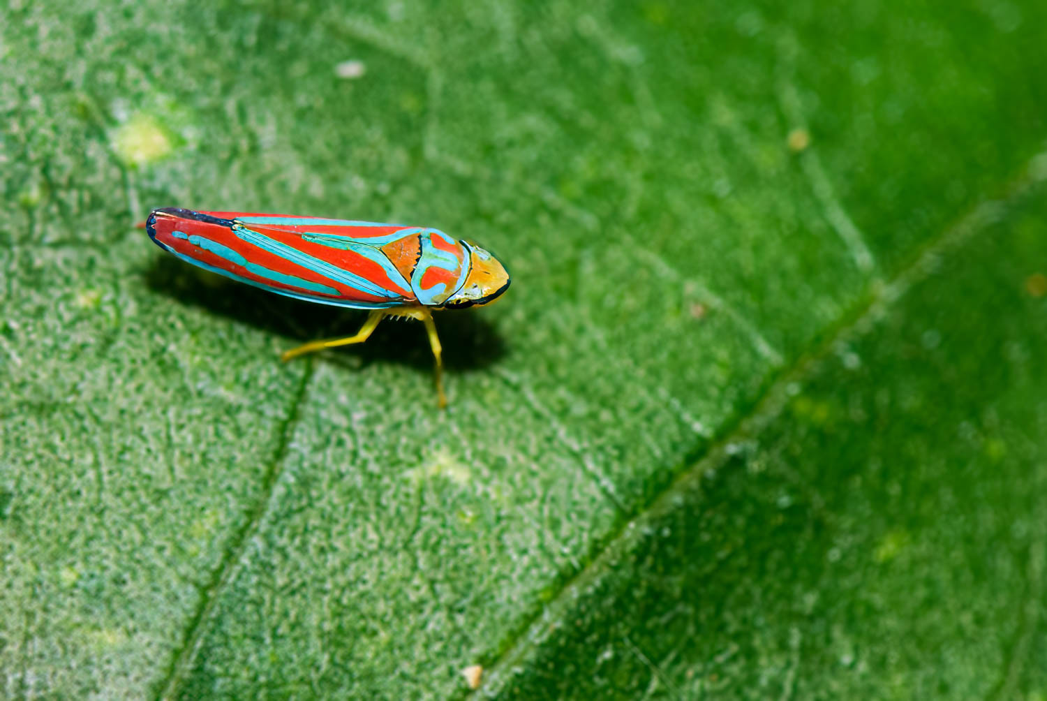 Red-banded Leafhopper (Graphocephala coccinea)