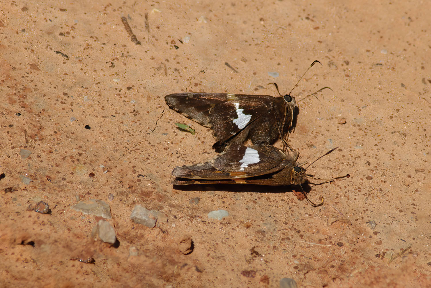 Silver-spotted Skipper (Epargyreus clarus)