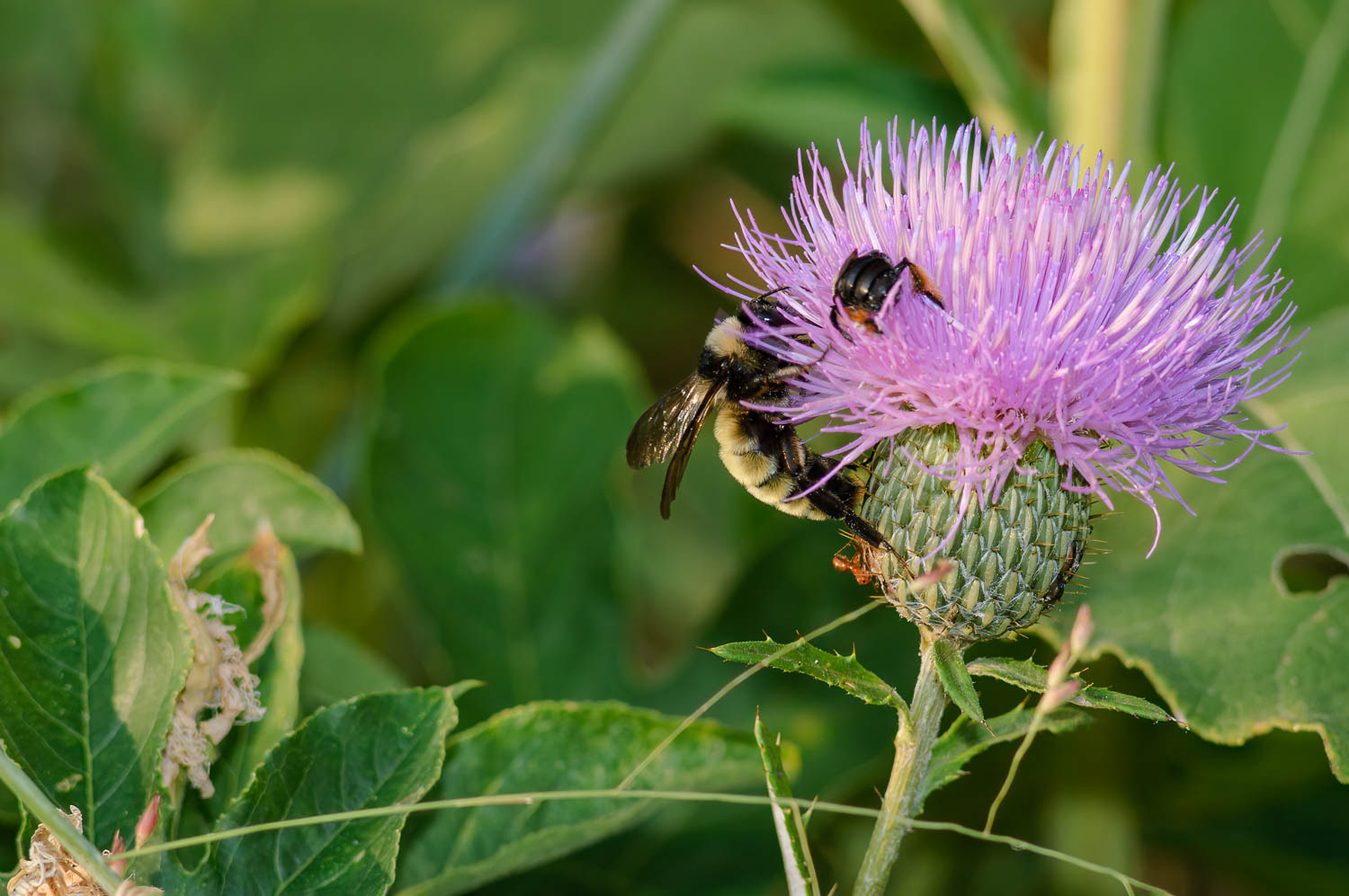 American Bumble Bee (Bombus pensylvanicus)