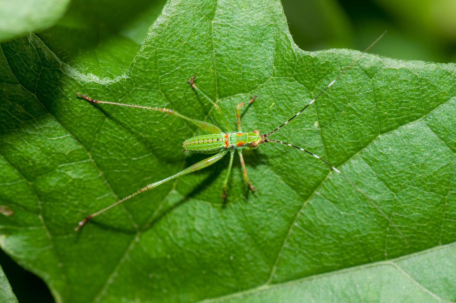 Katydid Ntmph