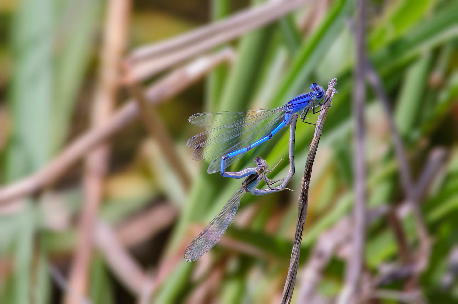 Familiar Bluet (Enallagma civile) Breeding Pair