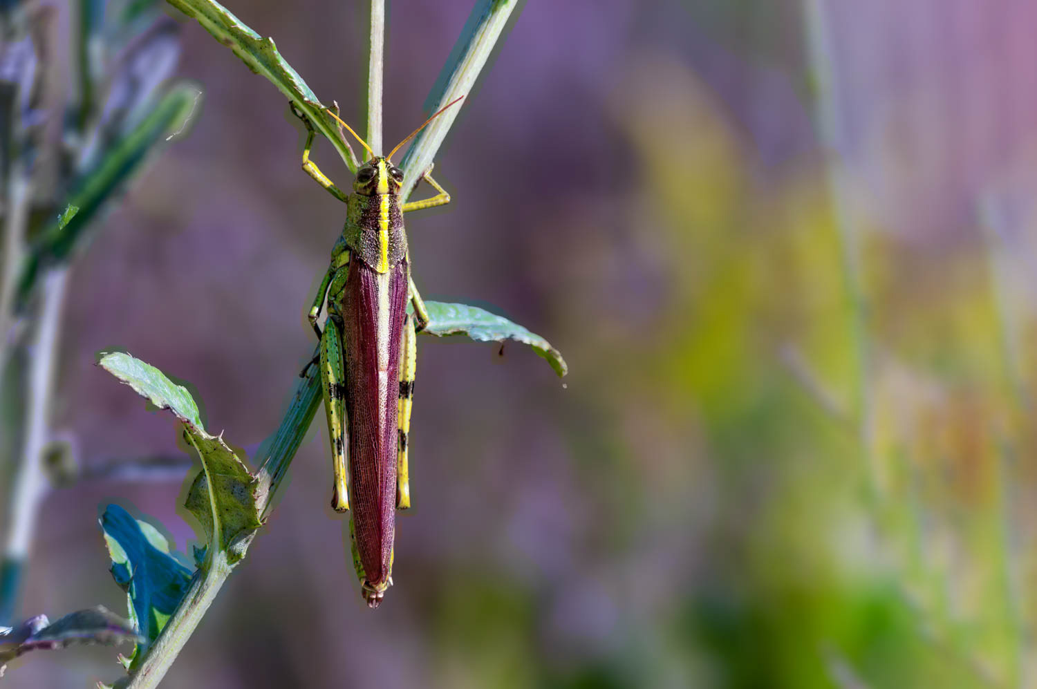 Obscure Bird Grasshopper (Schistocerca obscura)