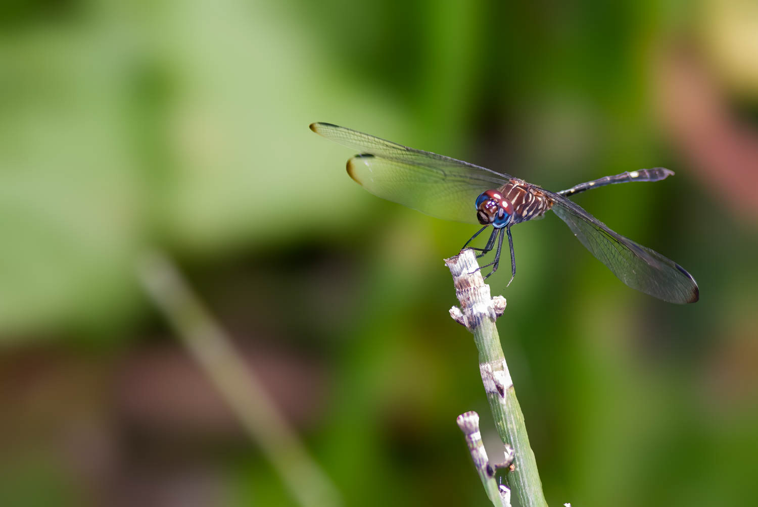 Swift Setwing (Dythemis velox)