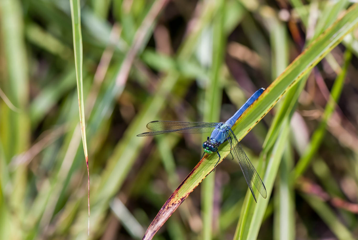 Eastern Pondhawk (Erythemis simplicicollis) Male