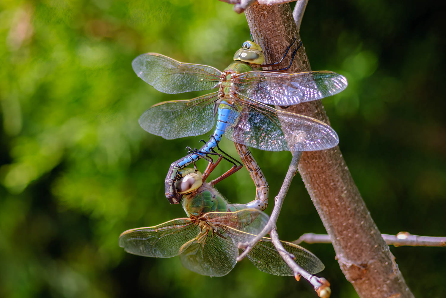 Common Green Darners (Anax junius) Breeding