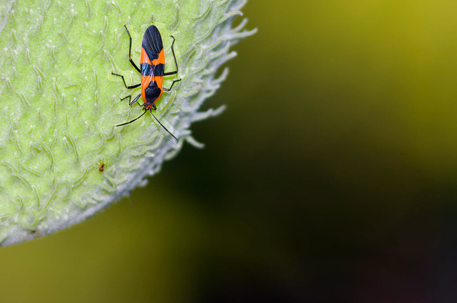Large Mikjweed Bug (Oncopeltus fasciatys