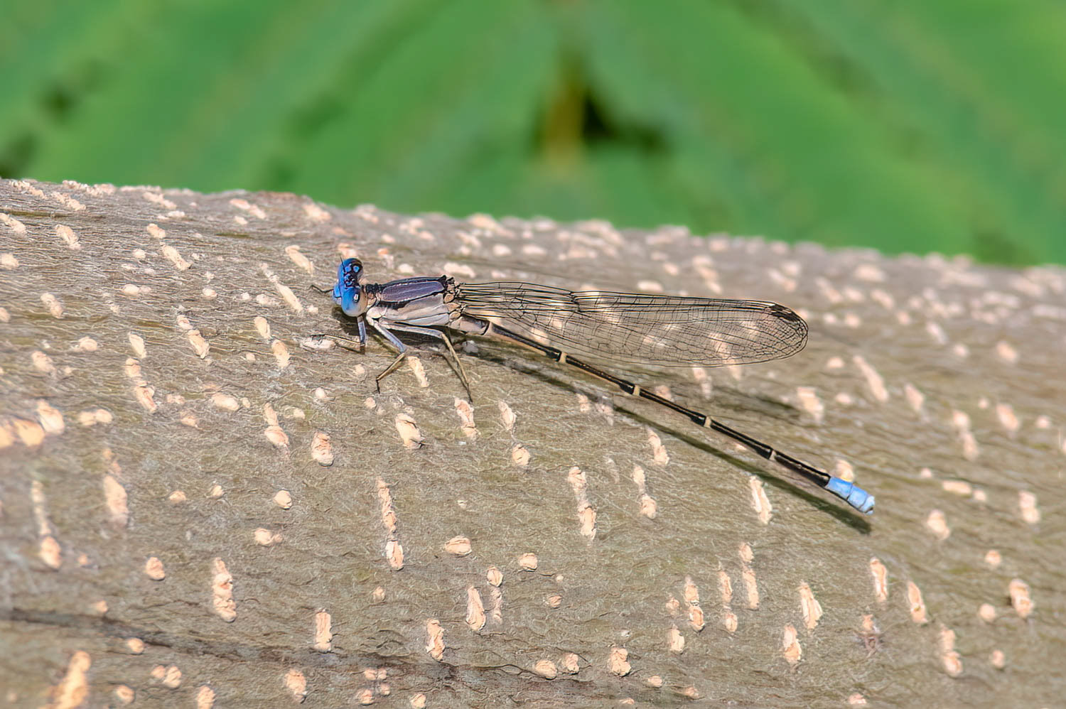 Blue-tipped Dancer (Argia tibialis) Male