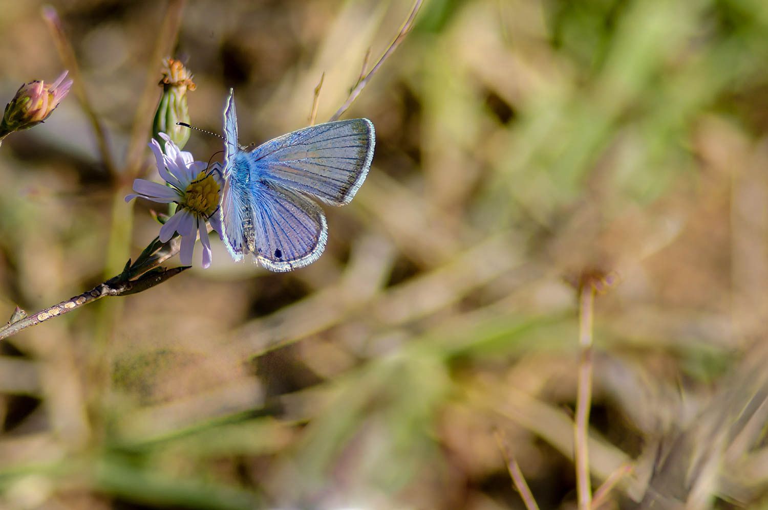 Reakirt's Blue (Echinargus isola)