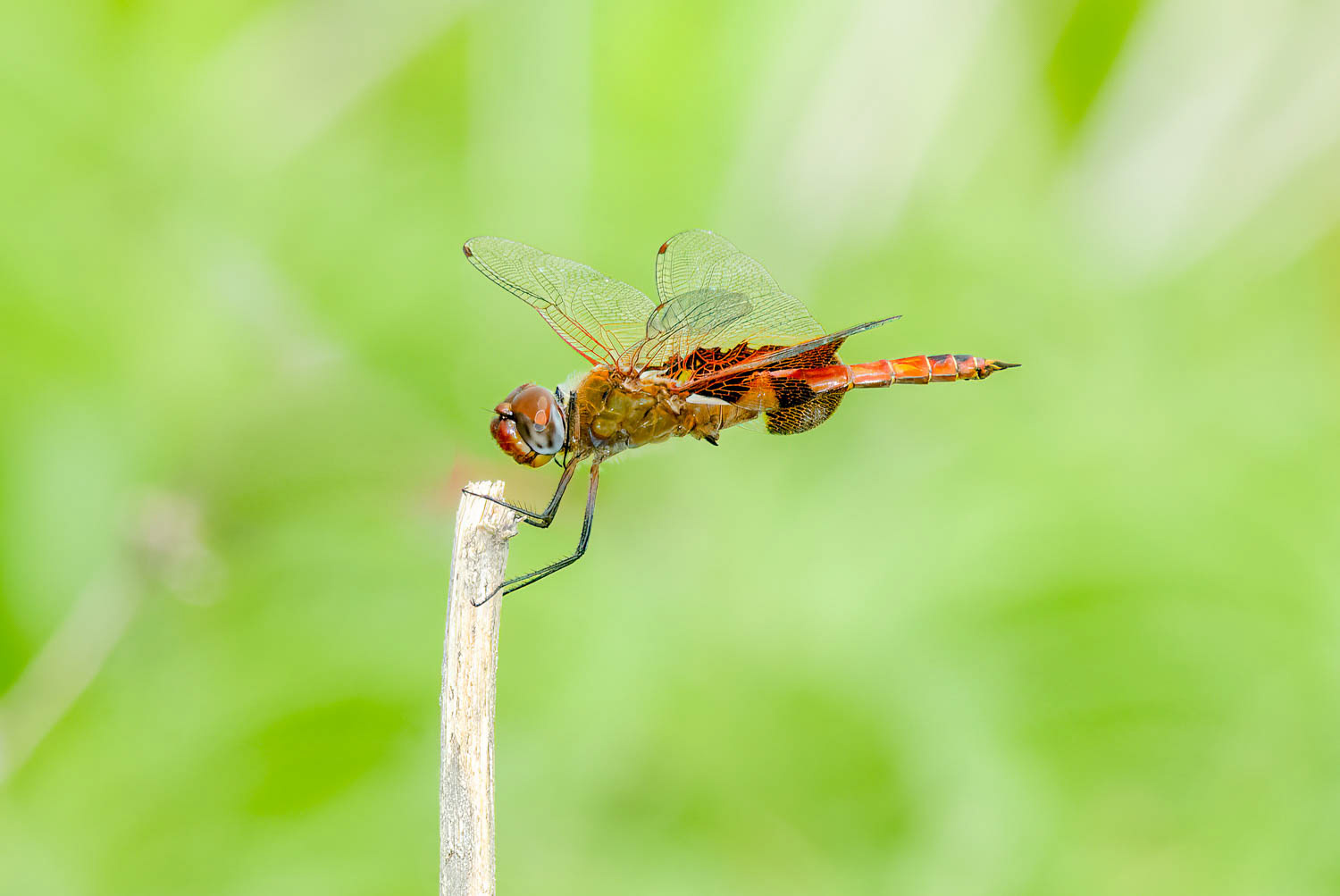 Striped Saddlebags (Tramea calverti)