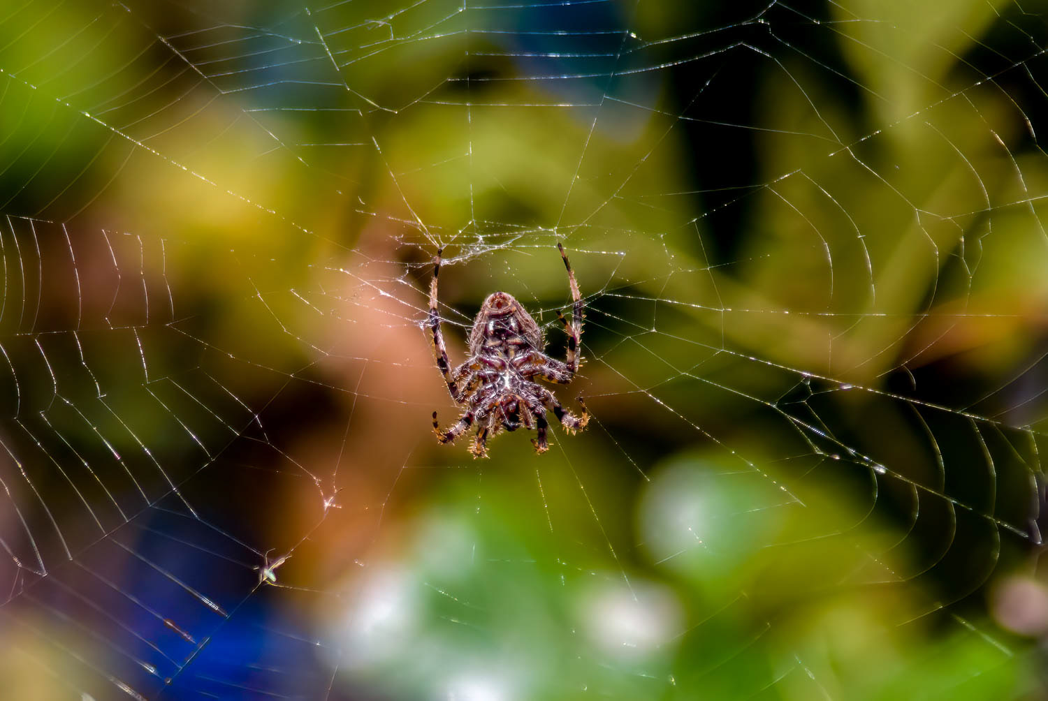 Hentz's Orb Weaver (Neoscona crucifera)