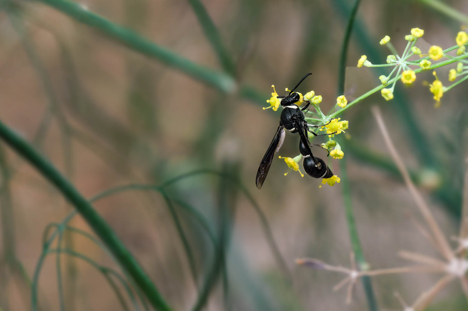 Potter Wasp (Eumenes fraternus )