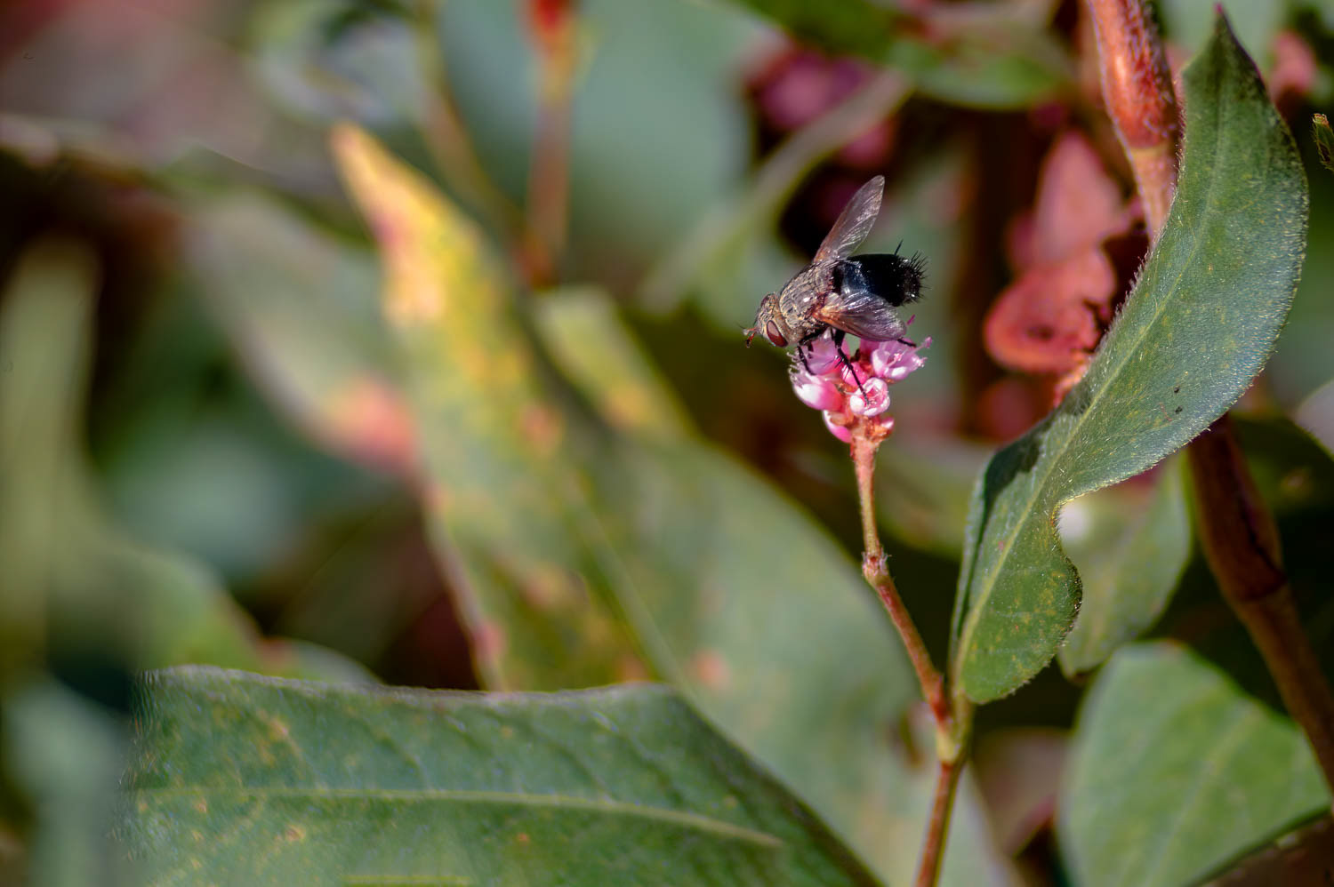 Tachnid Fly (Archyts apicifer)