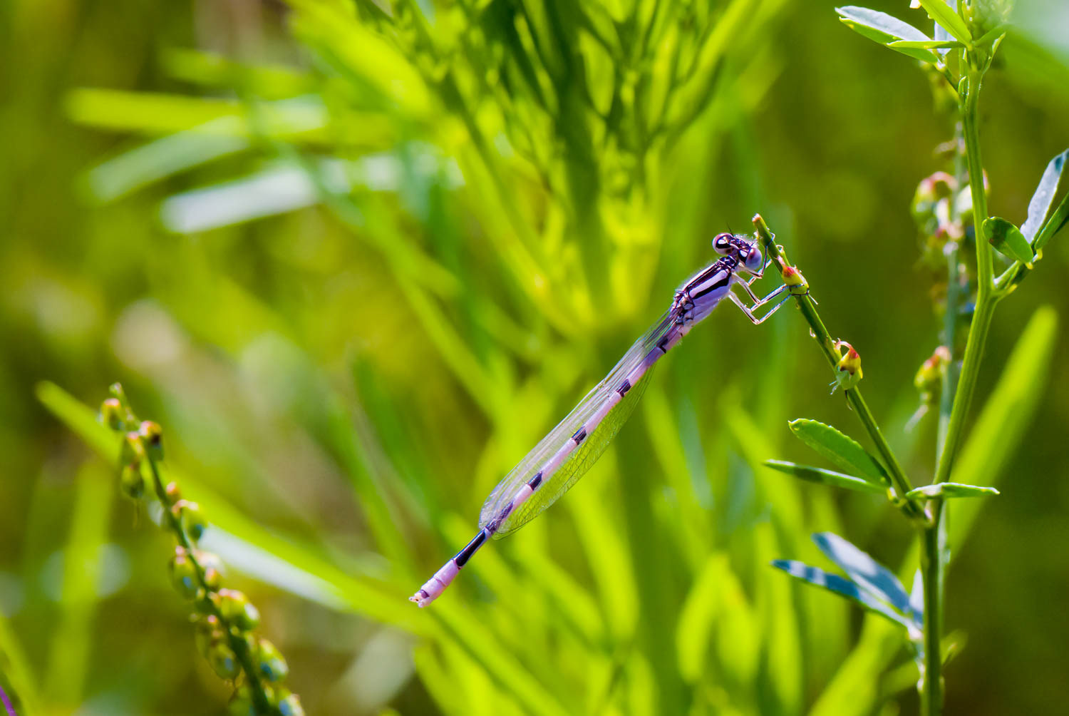 Familiar Bluet (Enallagma civile) Male