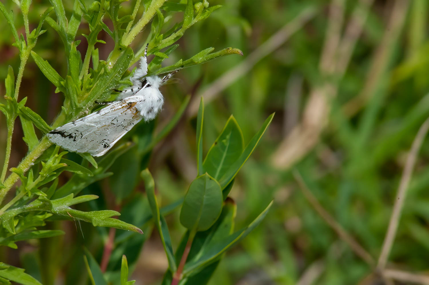 Salt Marsh Moth (Estigmene acrea)