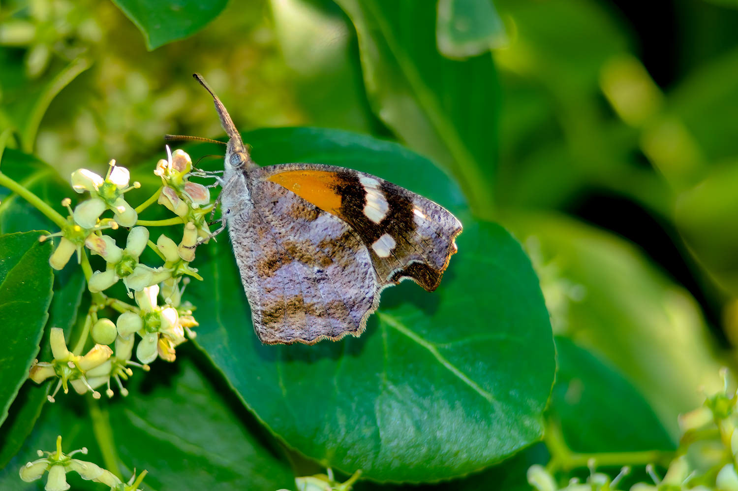 American Snout (Libytheana carinenta)