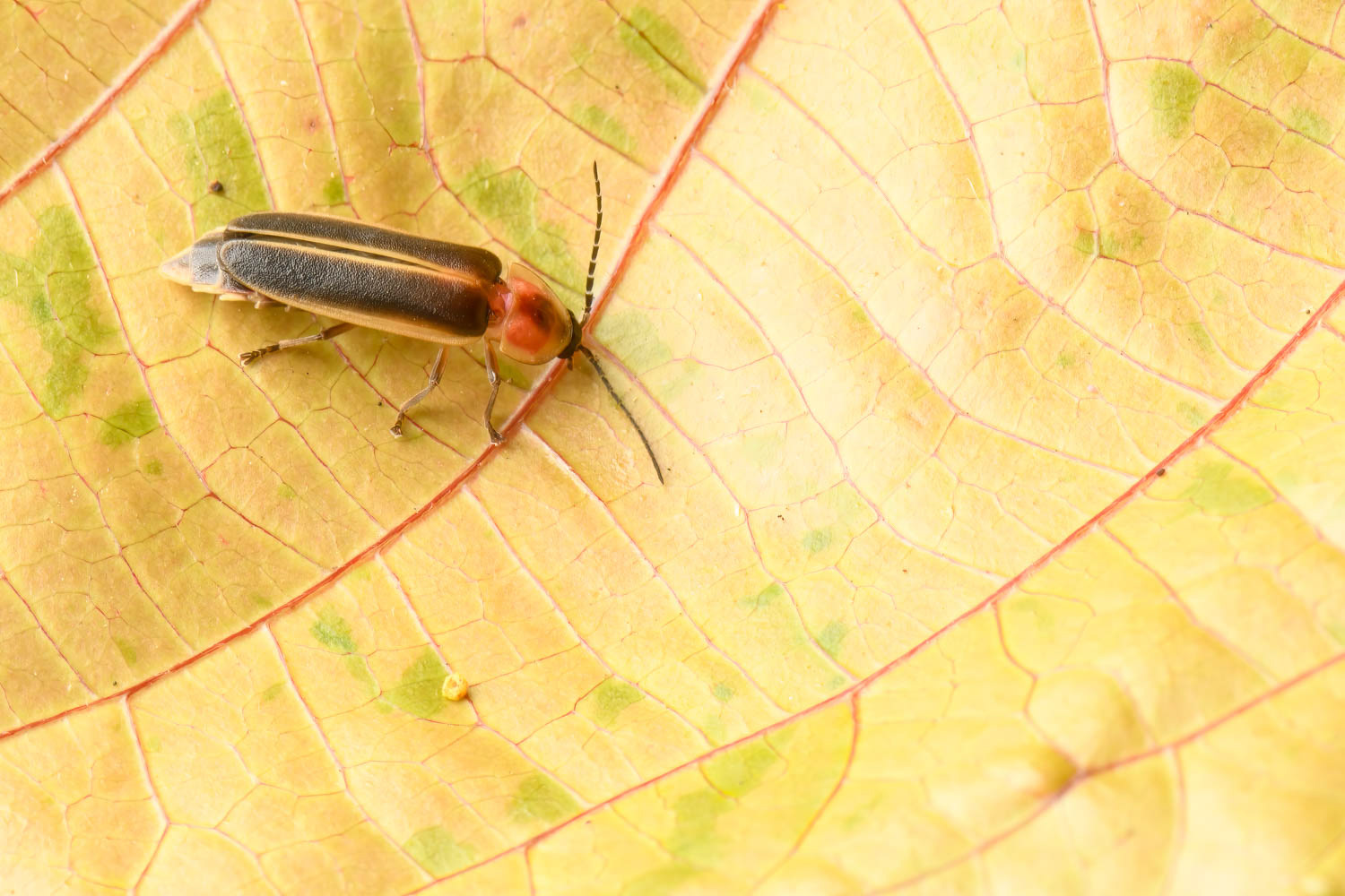 Big Dipper Firefly (Photinus pyralis)