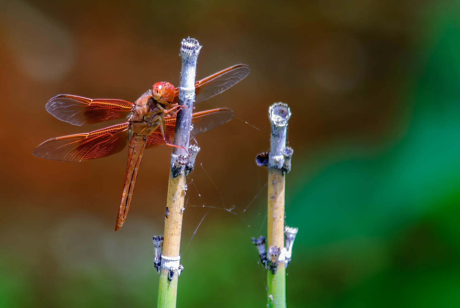 Flame Skimmer (Libellula saturata)