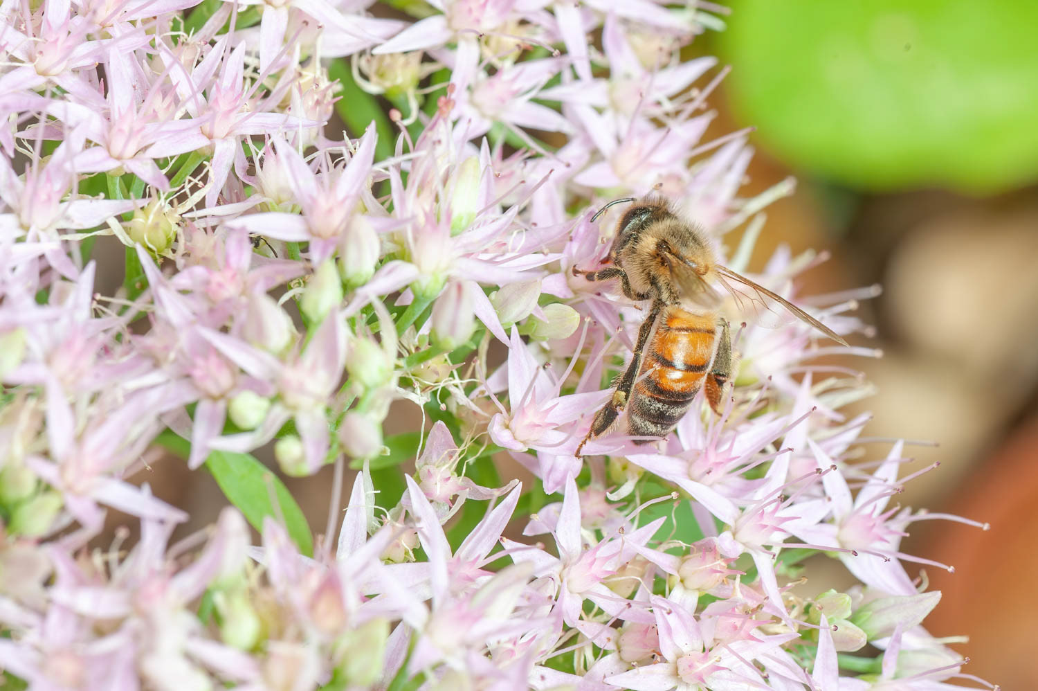 Western Honetbee (Apis meliffera)