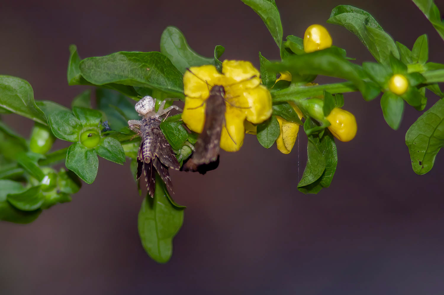 Crab Spider (Thomisidae sp.)